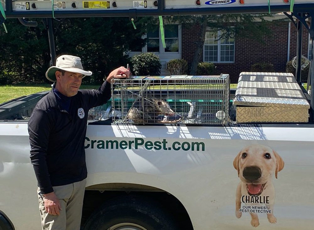 cramer-pest-wildlife-possum-removal-south-carolina cramer-pest-control-and-environmental-responsive-website-design-example